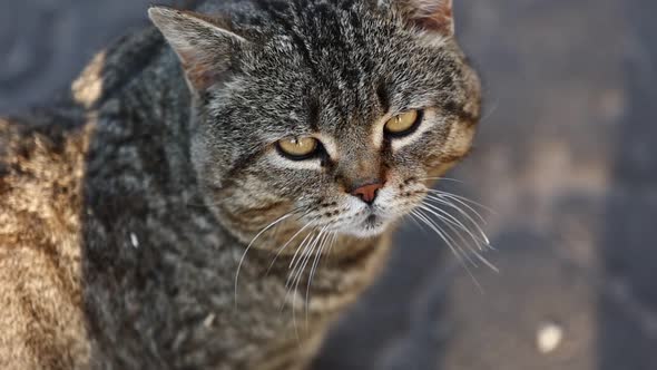 Sad cat winks with his eye. The thoroughbred Scottish Fold meows. A sad look from a pet. Hungry 