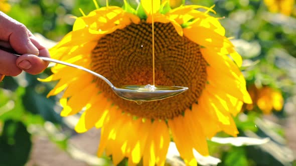 Sunflower Oil in the Field