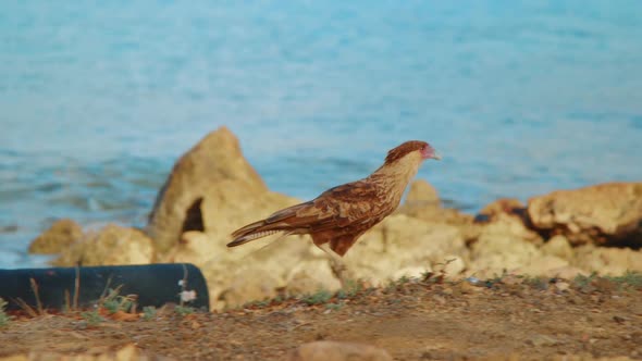 Tracking shot of juvenile crested caracara with brown plumage hunting for food alt