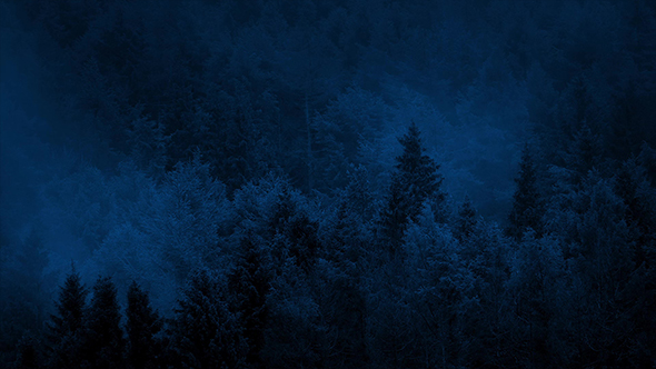 Misty Woods At Night alt