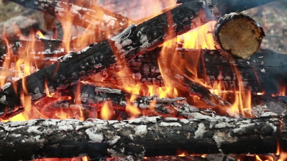 Bonfire Of Birch Firewood