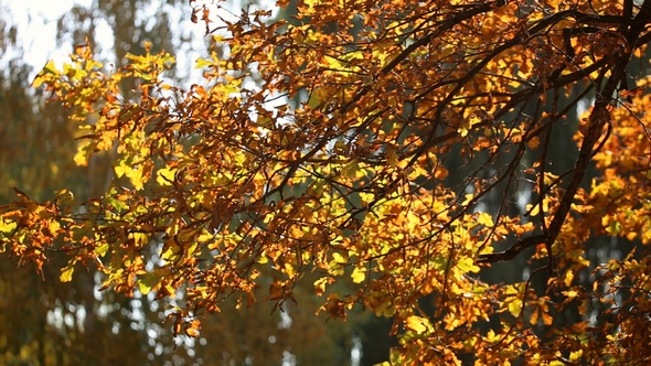 Autumn Leaves on the Oak Trees alt