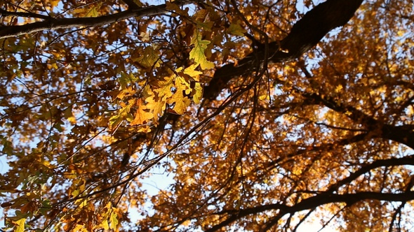 Autumn Leaves on the Oak Trees alt