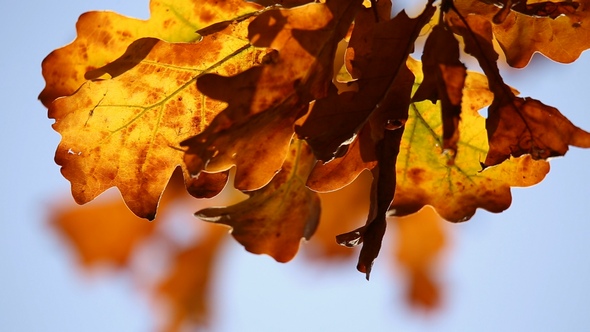 Autumn Leaves on the Oak Trees alt