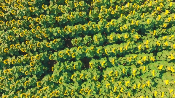 Aerial Shot Landscape With Sunflower