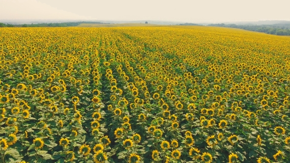 Aerial Shot Landscape With Sunflower