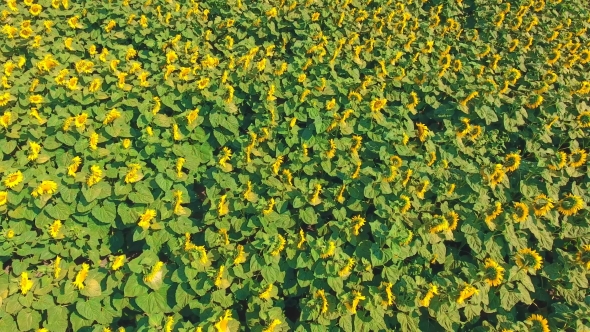 Aerial Shot Landscape With Sunflower