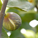 Ripe Fig in Tree - VideoHive Item for Sale