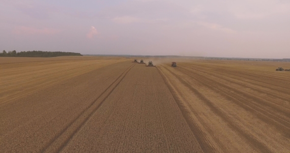 Three Combines Harvest Wheat