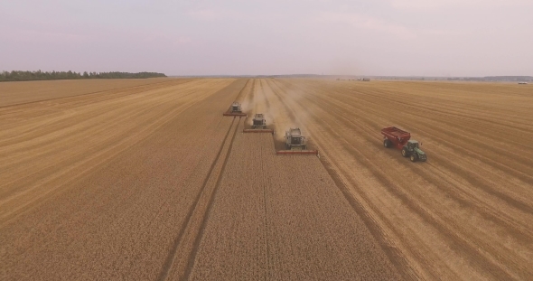 Combine Harvester Gathers The Wheat Crop alt