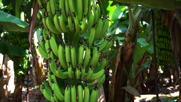 Banana Plantation On Cyprus