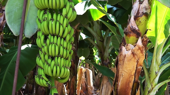 Banana Plantation On Cyprus