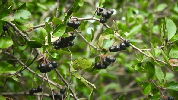 Chokeberry Branch in Autumn alt