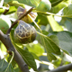 Ripe Fig Fruit on Tree - VideoHive Item for Sale