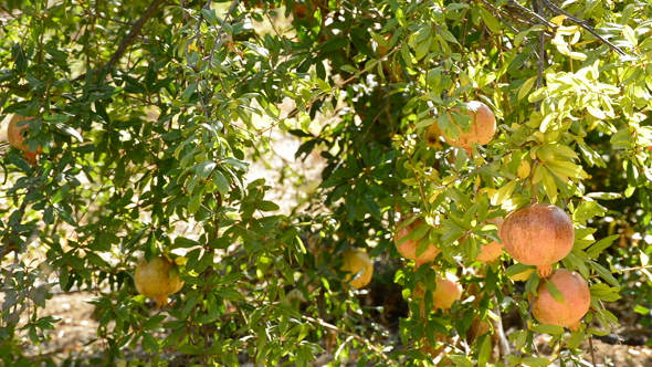 Pomegranate Fruit in Tree alt