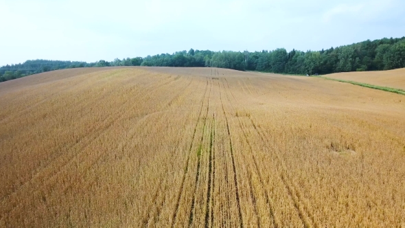 Ripe Wheat Field View