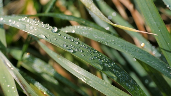 Drops Of Dew On a Green Grass At Sunrise In Morning