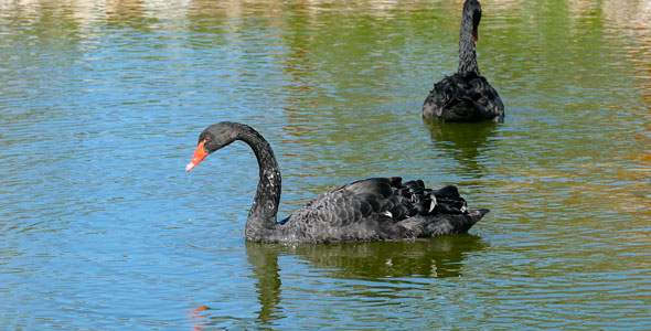 Black Swan alt