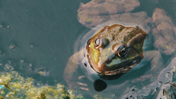 Frog In The River alt
