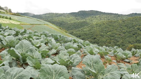 Farm On Mountain alt