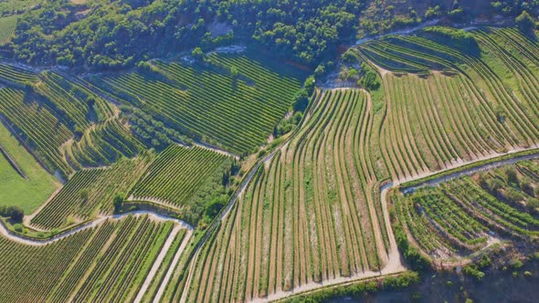 Flight Over The Vineyard alt