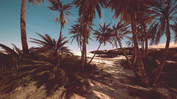 Plantation of Date Palms Intended for Healthy Food Production alt