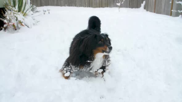 playful and happy dog playing outdoors in the snow alt