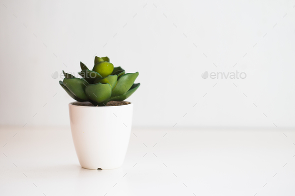 Small artificial indoor plant on a white background - Stock Photo - Images