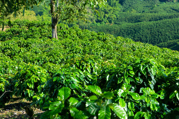 Rows of Coffee Plants - Stock Photo - Images