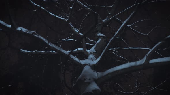 Night in the Mysterious Winter Forest alt