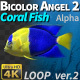 Fish Bicolor Angelfish 2 - VideoHive Item for Sale