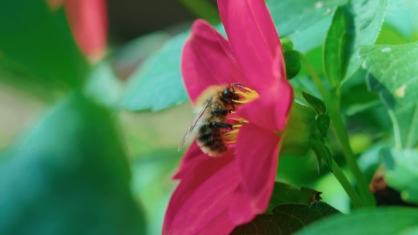 Bumblebee On Dahlia Flower alt