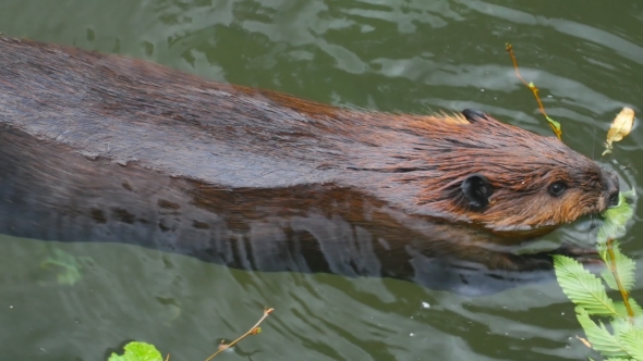 Beaver Eat Leaves Ash alt