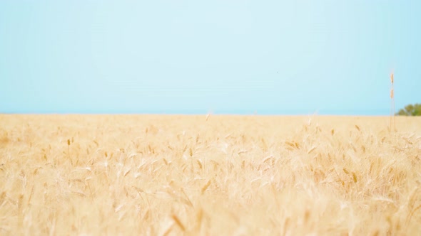 Yellow Wheat Field in Front of the Blue Sea alt
