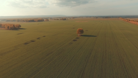 Aerial View Of An Autumn Farm Chores. Trees In The Middle Of The Field