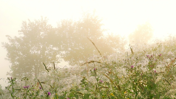 Flowers with Dew Drops alt
