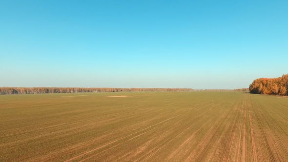 Aerial Panorama Of The Green Field. Traces Of a Tractor In The Field.