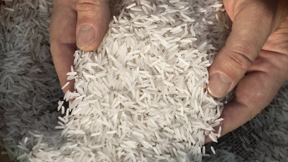Unprocessed Rice Being Poured From a Man's Hands alt