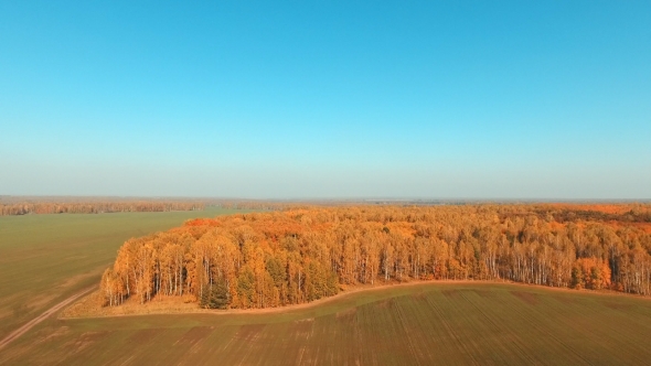 Aerial Flight Over Fields And Yellow Trees. Autumn Colors.