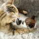 Cat takes care of her Kitten (Pet Motherhood) - VideoHive Item for Sale