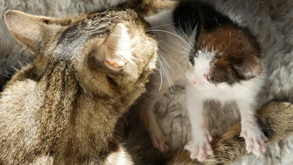 Cat takes care of her Kitten (Pet Motherhood)