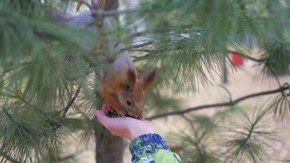 Child Squirrel Feeding From Hand In The Park
