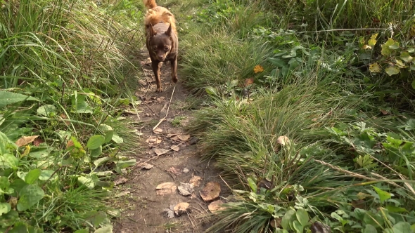 Two Purebred Dogs Walking On The Path