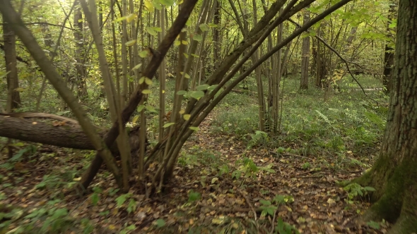 Personal Perspective Of Walking On a Path At The Forest.