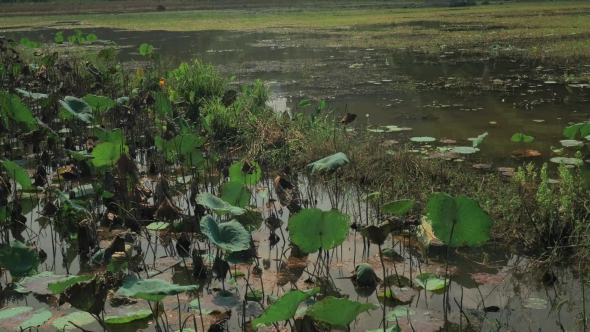 View Of Swamp With Lily And Grass And Green Hills On The Background. Hanoi, Vietnam alt
