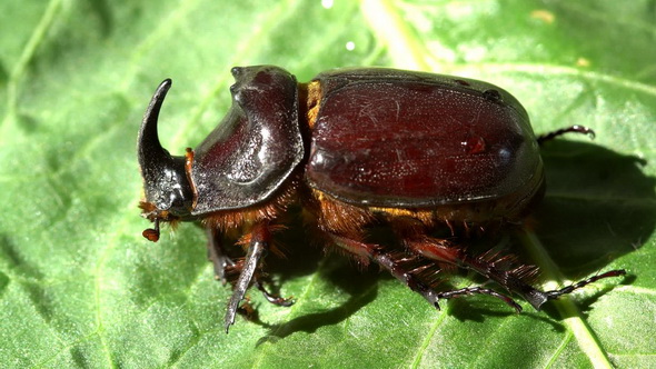 Rhinoceros Beetle Bug