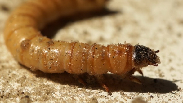 Zophobas Morio Worm Caterpillar