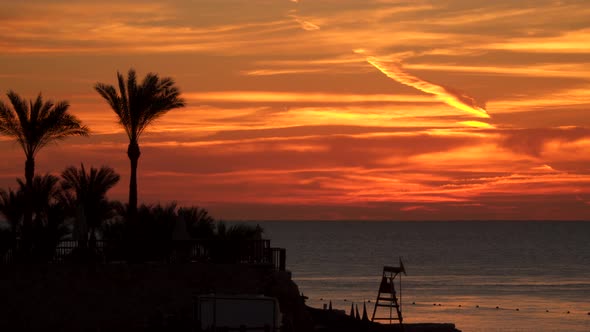 Silhouettes Of Palm Trees On the Beach Before Sunrise
