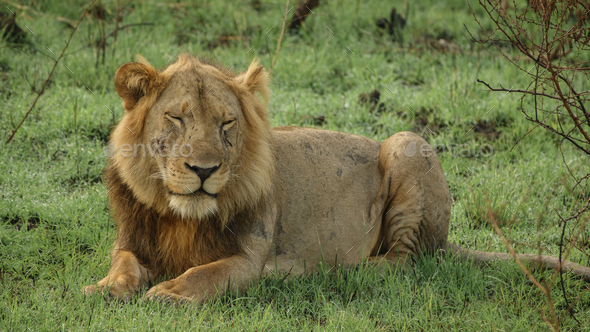 Old male lion with scars laid down, closed eyes