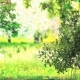 Nature Forest Background - VideoHive Item for Sale